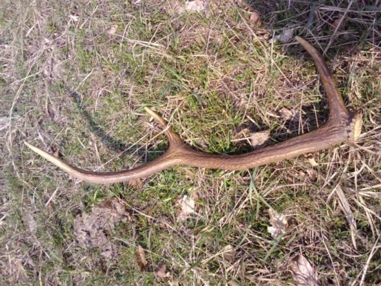 skoro som ho nezbadal...(ale takto som ho nenašiel!)