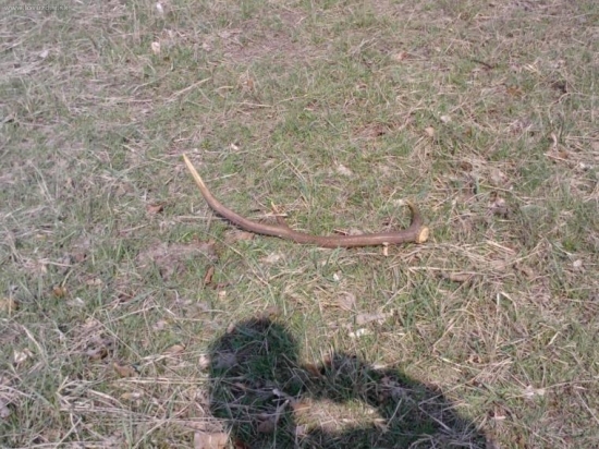 skoro som ho nezbadal...(ale takto som ho nenašiel!)..2