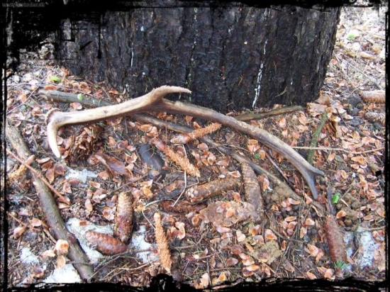 najdene:3.3.2009....ale je minuloročny:D