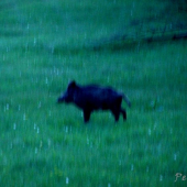 Jak nakreslený(ale v v skutočnosti je bachyna fotena v tme)