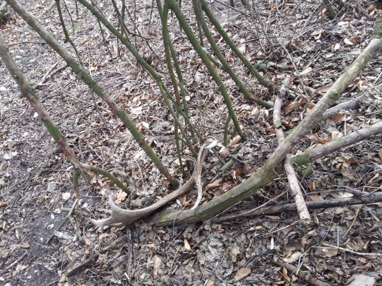 Minuloročná Lopata :-)