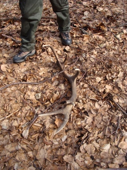 prvý tohtoročný...