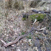 takto som ho našiel...xDxD