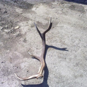 krásny spiatočník!!!