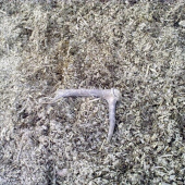 A potom druhy odlomený ale neni to pár...