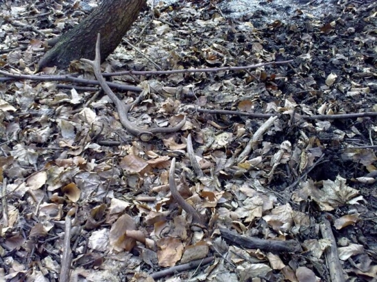 dnešná párka,osmoráka...