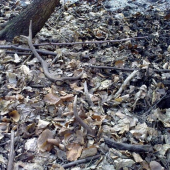 dnešná párka,osmoráka...