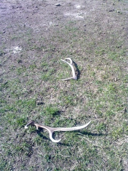 Dnešné takto ležali,ale neni to pár...