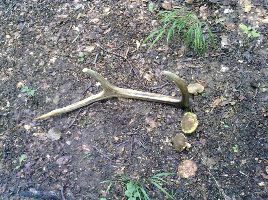 dnes na hubách..:DDD