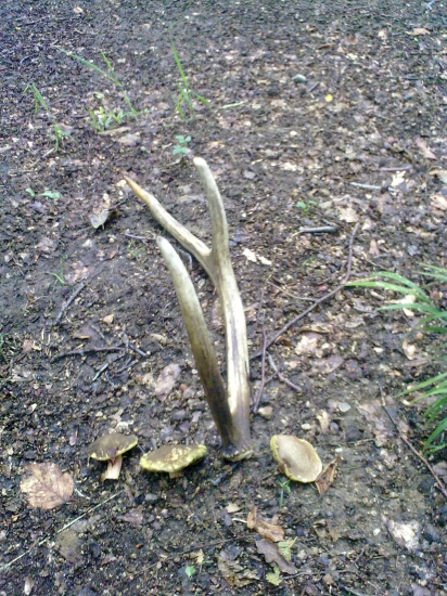 Dlaší do zbierky..:-]