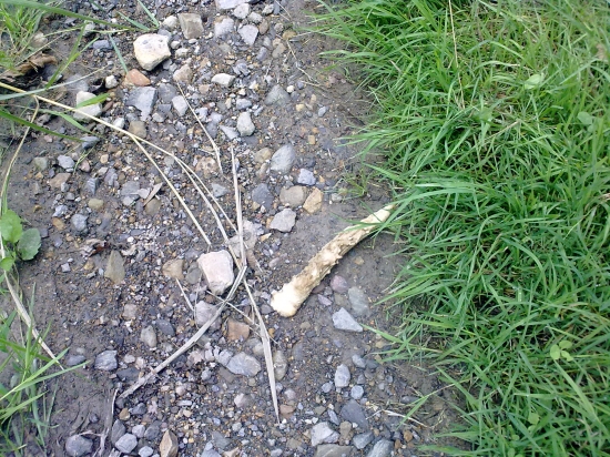 paroh zo srnca(ale už poobhrizovaný)