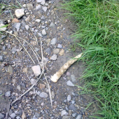 paroh zo srnca(ale už poobhrizovaný)