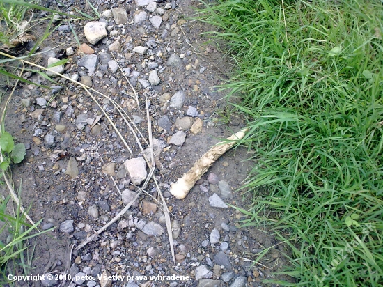 paroh zo srnca(ale už poobhrizovaný)