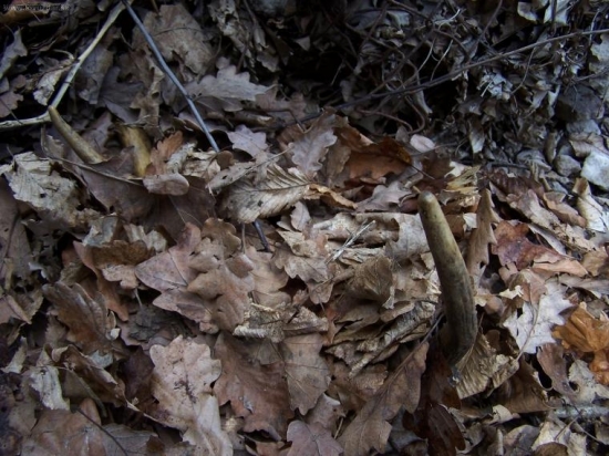 nič moc ale poťeší