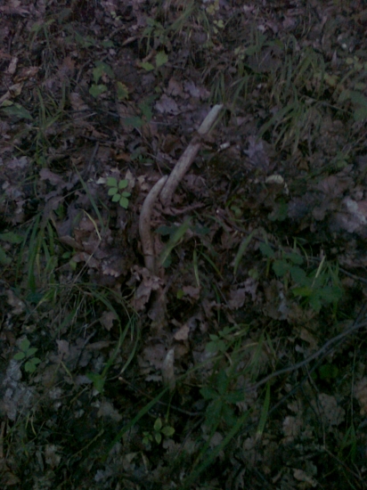 A takto som ho zbadal...