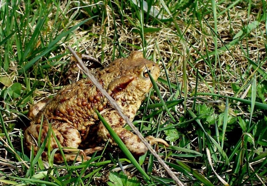 ropucha bradavičnatá