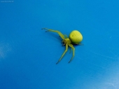 žltý pavúk