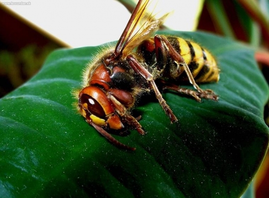 sršeň (poobedňajšia siesta)