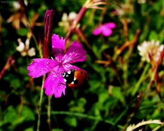 v jednoduchosti je krása