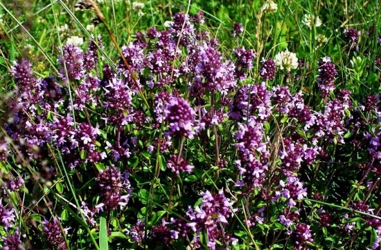 prírodná lekáreň :)