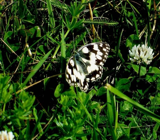 Očkáň timotejkový