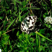 Očkáň timotejkový