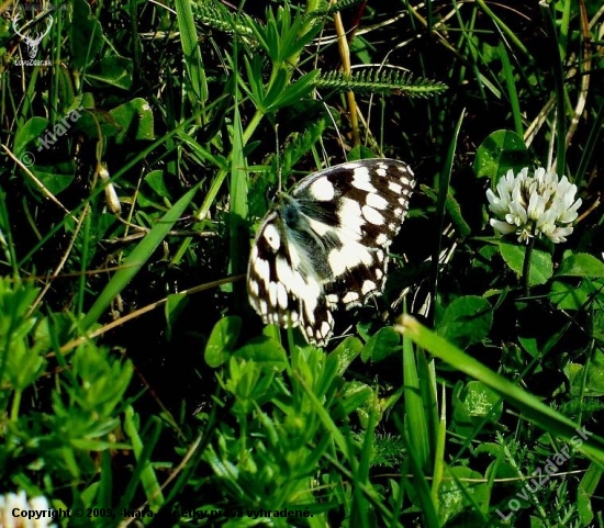 Očkáň timotejkový