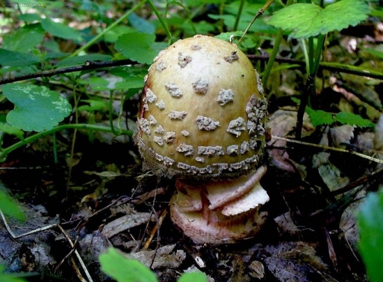 Muchotrávka žebi tigrovaná?