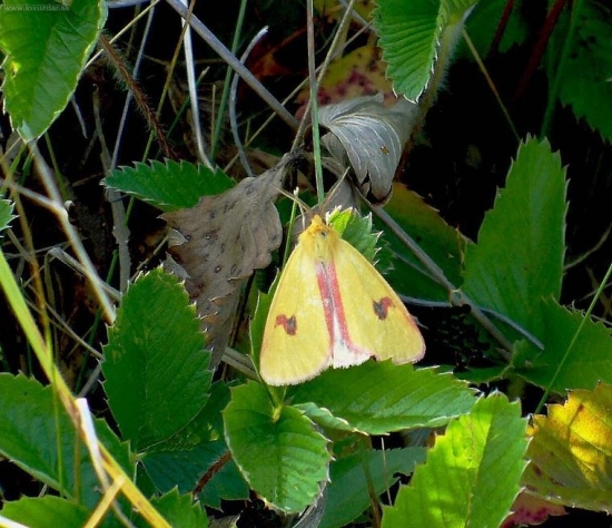 Spriadač chrastavcový (Diacrisia vulpinaria)