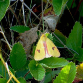 Spriadač chrastavcový (Diacrisia vulpinaria)