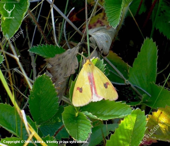 Spriadač chrastavcový (Diacrisia vulpinaria)