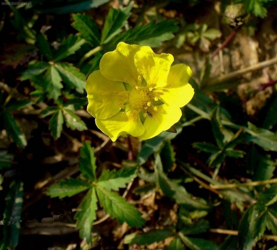 Nátržník plazivý