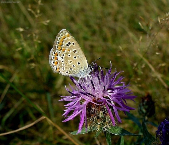 Modráčik tmavohnedý