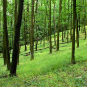 náš Lovinobanský les