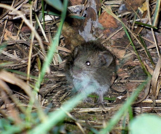 vodná myš