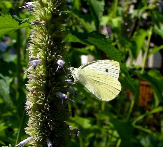 Mlynárik kapustový