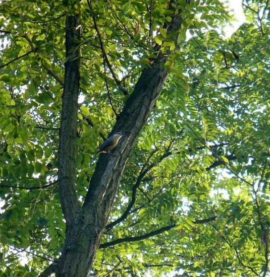 brhlík
