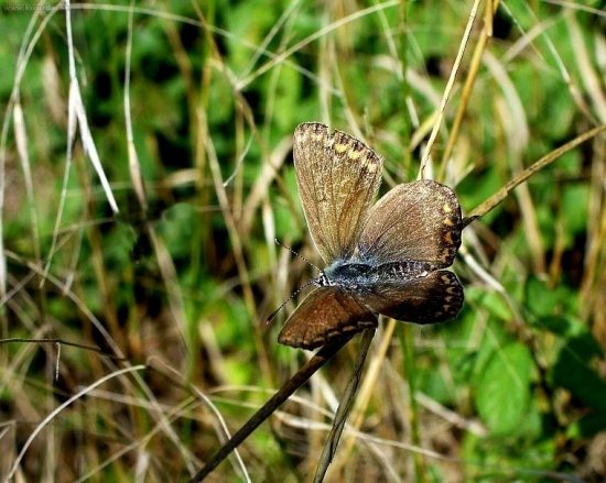 Modráčik tmavohnedý