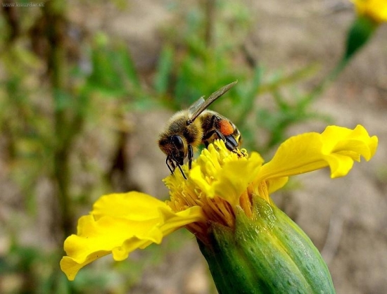 v poslednú chvíľu :)