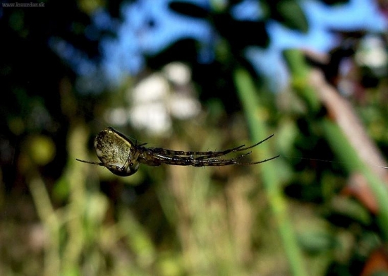 pavúčia gymnastika