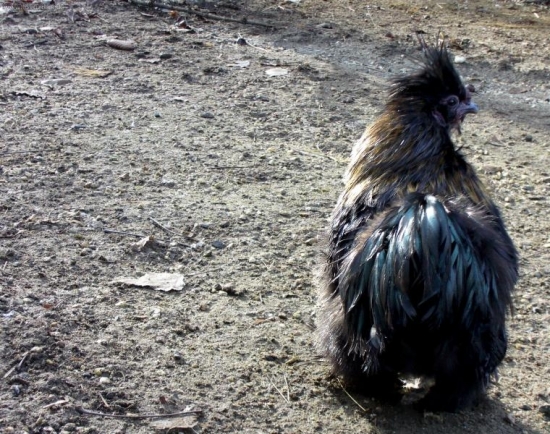 čo je to za čudo? :)))