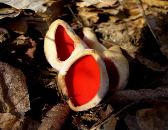 ohnivec šarlátový