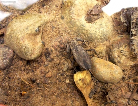 splošťuľa bahenná