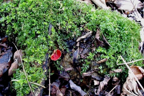 Ohnivec šarlátový