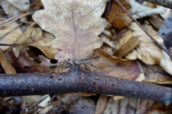 pavúk - Pisaura mirabilis