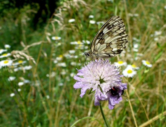 očkáň timotejkový