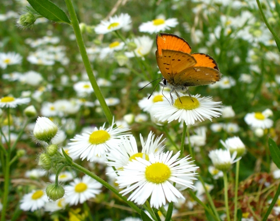 ohniváčik zlatobyľový