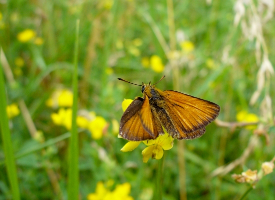 súmračník hrdzavý :)
