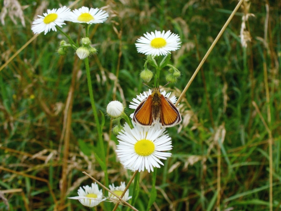 súmračník bieloškvrnný