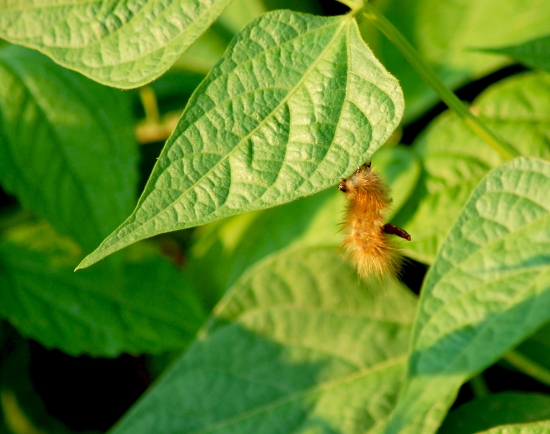 húsenica babôčky admirálskej